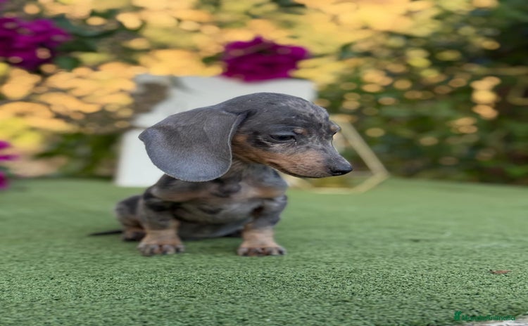Teckel Miniatura perros - Anuncio 3