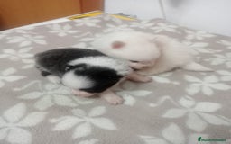 Pomerania perros en venta: LULU DE  POMERANIA  - Imagen 3