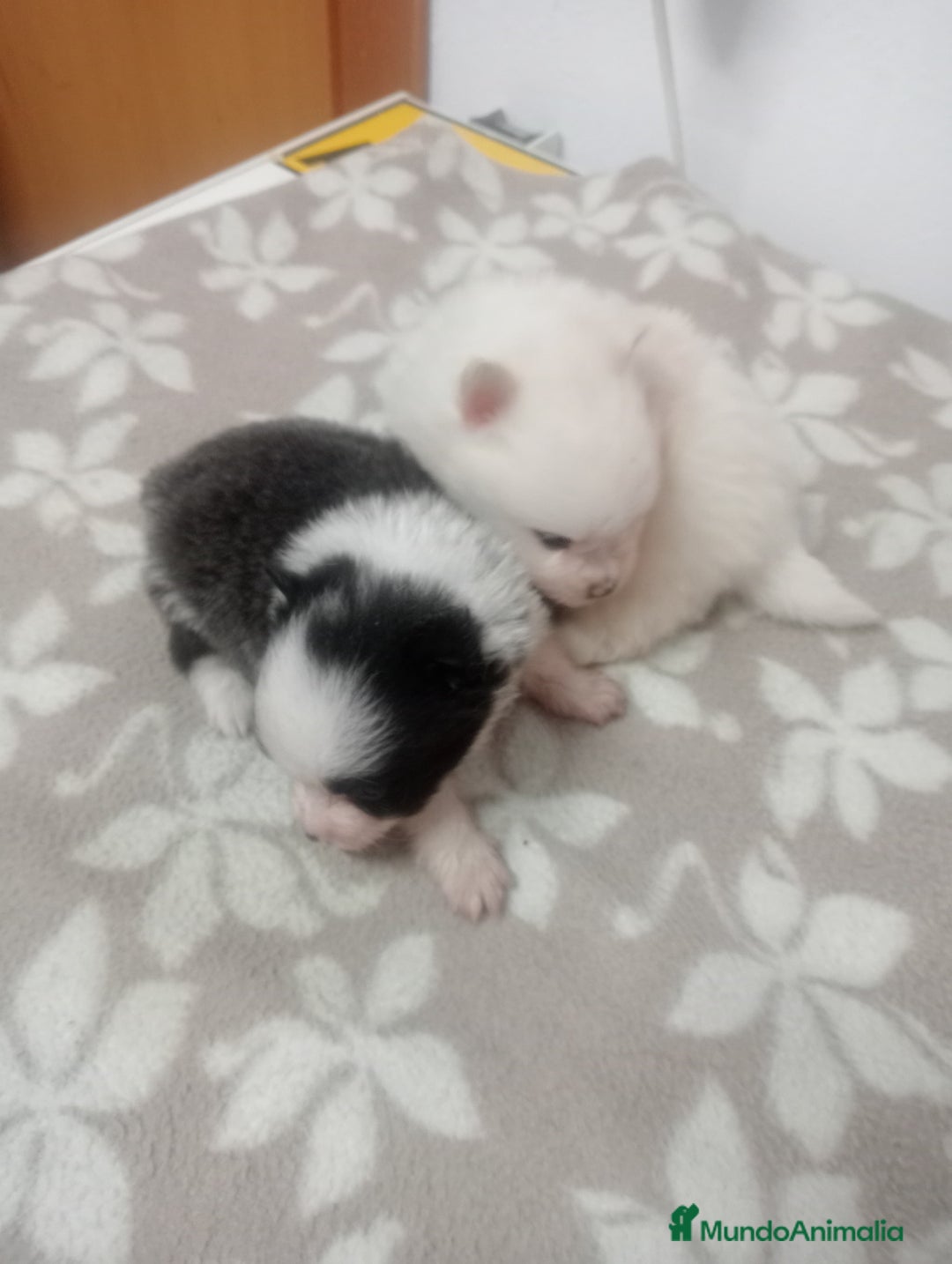 Pomerania perros en venta: LULU DE  POMERANIA  - Imagen 3