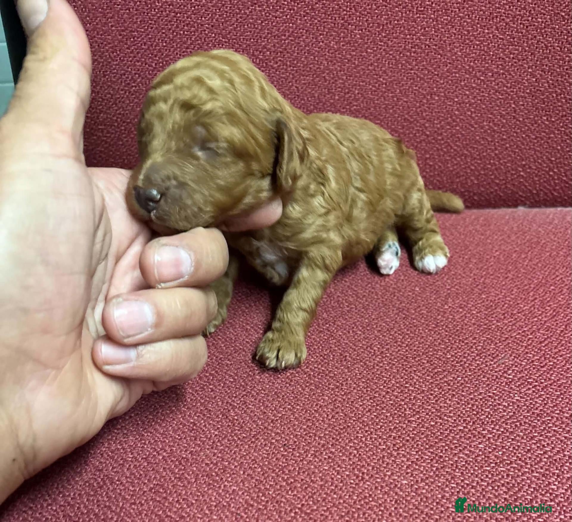 Caniche Toy perros en venta: Caniche toy - Anuncio 2