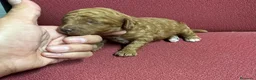Caniche Toy perros en venta: Caniche toy en Segovia - Anuncio 1