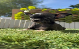 Chihuahua perros en venta: CHIHUAHUA HEMBRA - Imagen 7