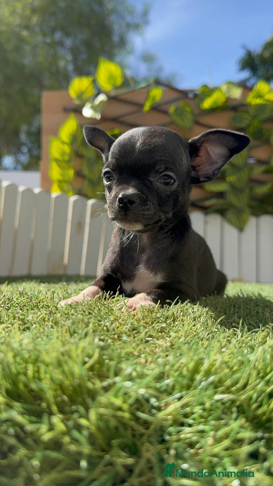 Chihuahua perros en venta: CHIHUAHUA HEMBRA - Imagen 7