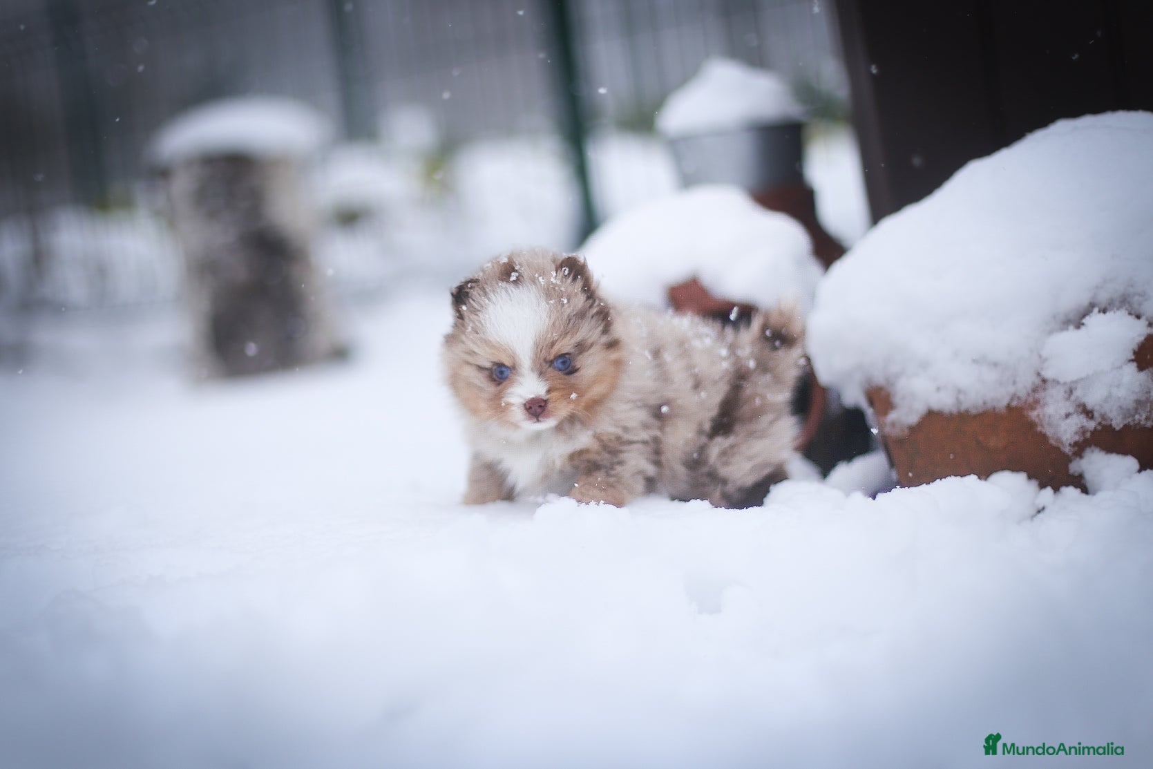 Pomsky perros Pomsky F5 - Anuncio 2