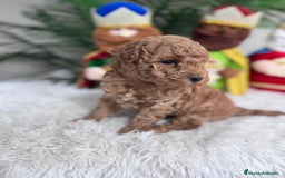 Caniche Toy perros en venta: CANICHE TOY - Anuncio 11