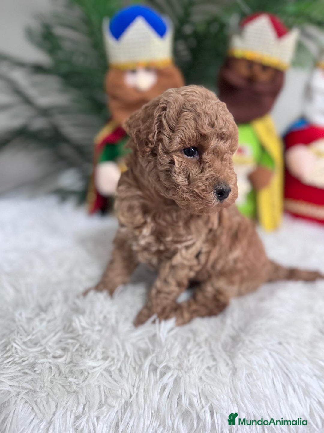 Caniche Toy perros en venta: CANICHE TOY - Anuncio 11