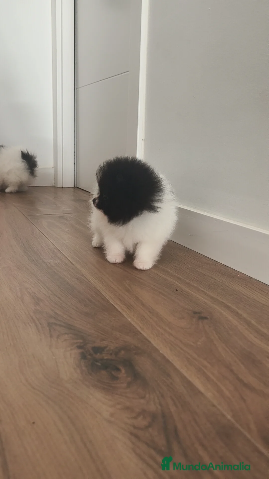 Pomerania perros en venta: Pomerania TOY Party ♀️♂️ - Anuncio 6