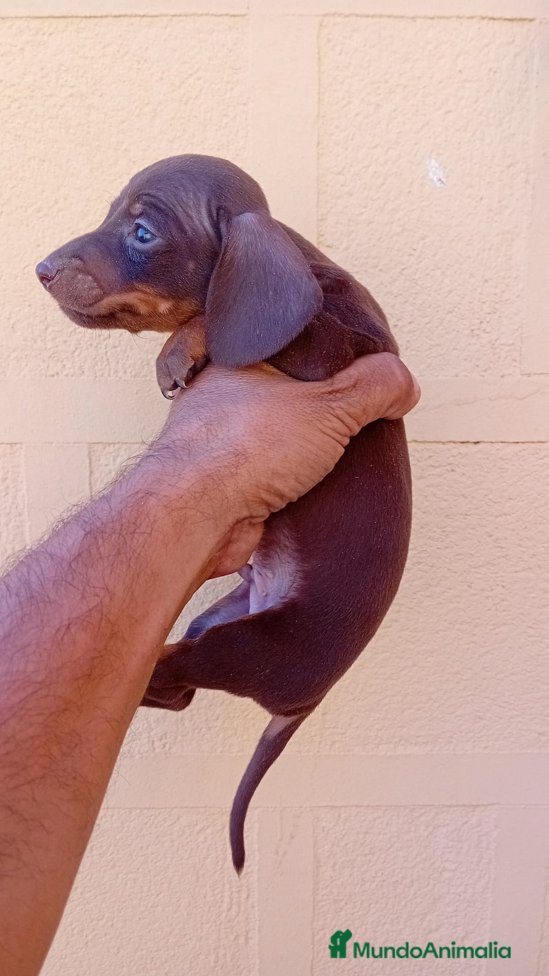 Teckel Miniatura perros en venta: Teckel kaninchen  - Imagen 12