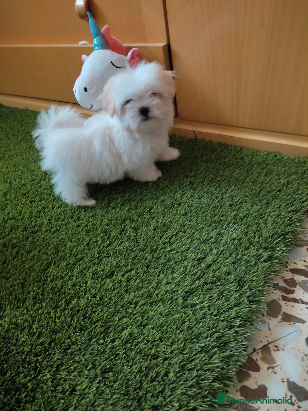 Bichón Maltés perros en venta: PRECIOSO BICHON MALTES MINI - Imagen 2