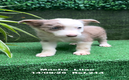 Border Collie perros en venta: BORDER COLLIE color lilac - Imagen 23