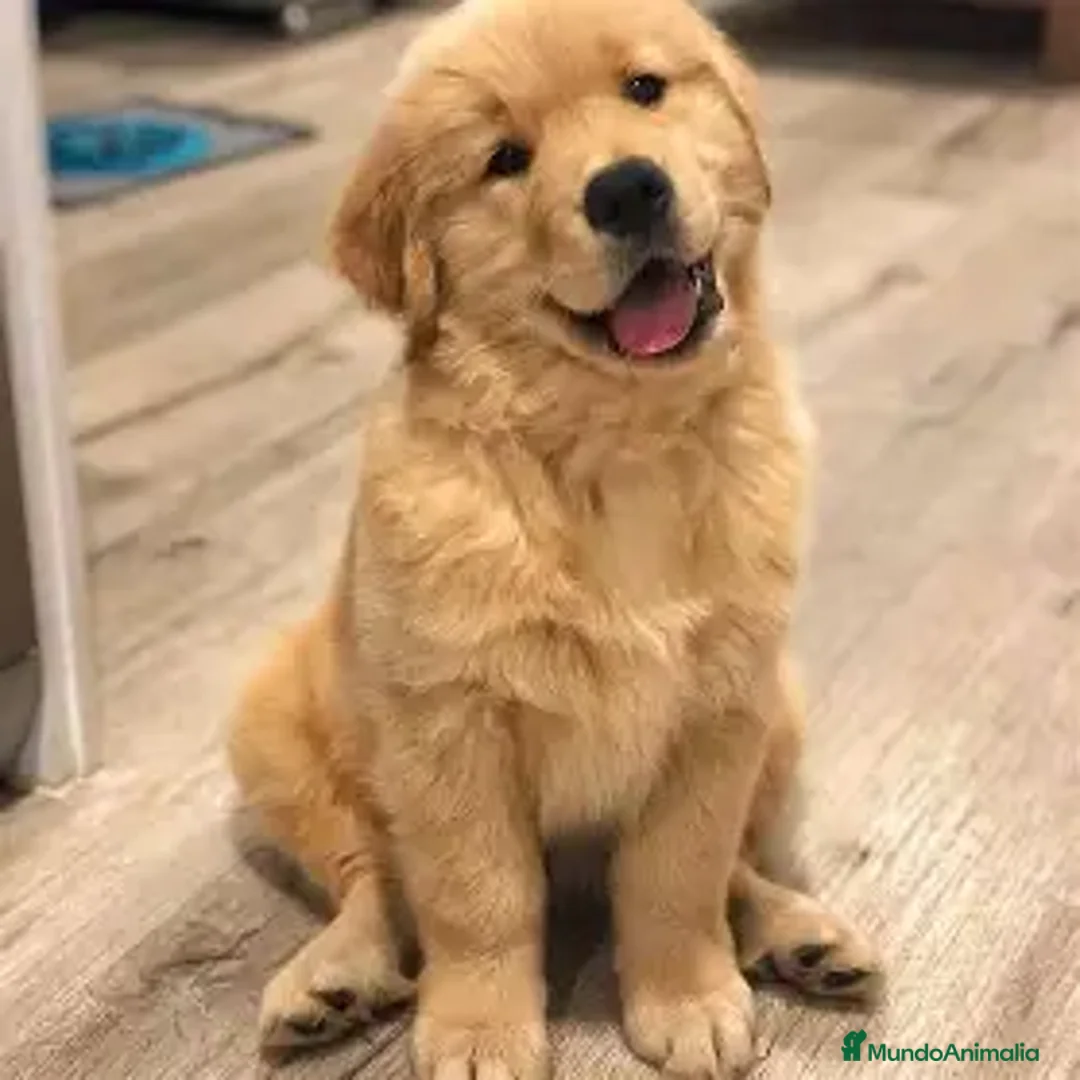 Golden Retriever perros en venta: CACHORRO GOLDEN RETRIEVER  - Anuncio 1