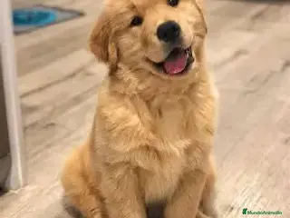 Golden Retriever perros CACHORRO GOLDEN RETRIEVER - Anuncio 1