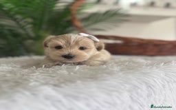 Maltipoo perros en venta: MALTIPOO MACHO - Imagen 13