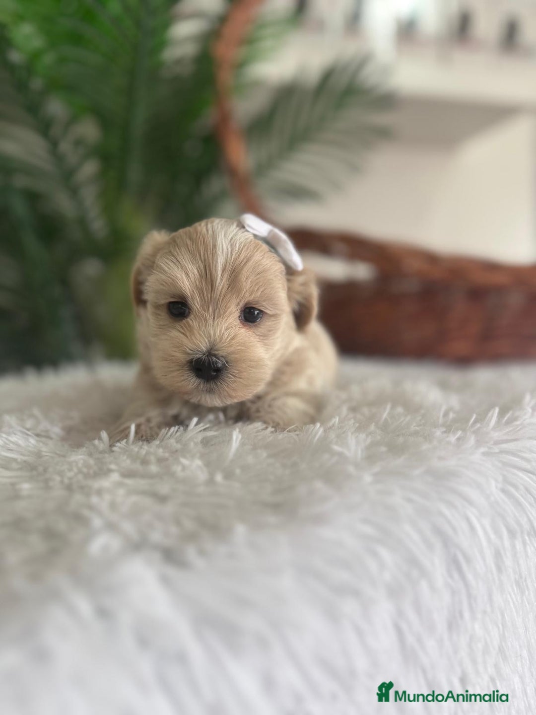 Maltipoo perros en venta: MALTIPOO MACHO - Imagen 13