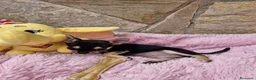 Chihuahua perros en venta: Chihuahua hembra - Anuncio 4
