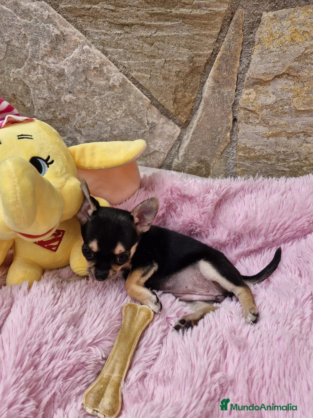Chihuahua perros en venta: Chihuahua hembra - Anuncio 4
