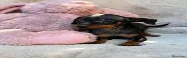 Pinscher Miniatura 1