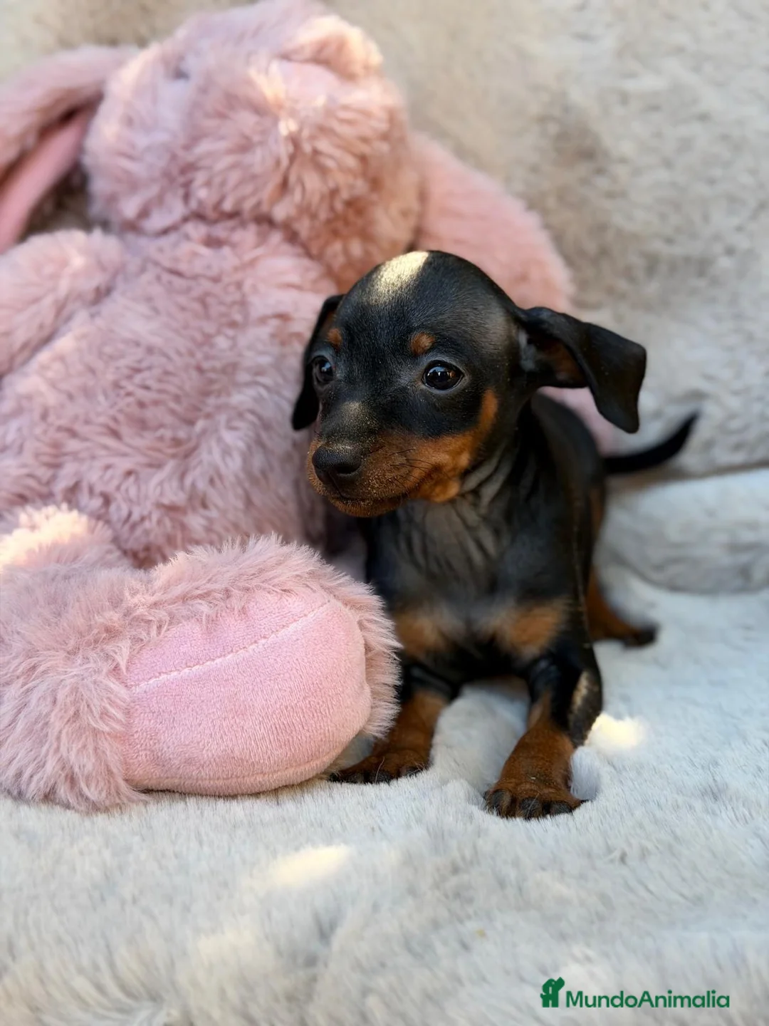 Pinscher Miniatura perros en venta: Hembra mini pinscher🩷🐾 - Anuncio 2
