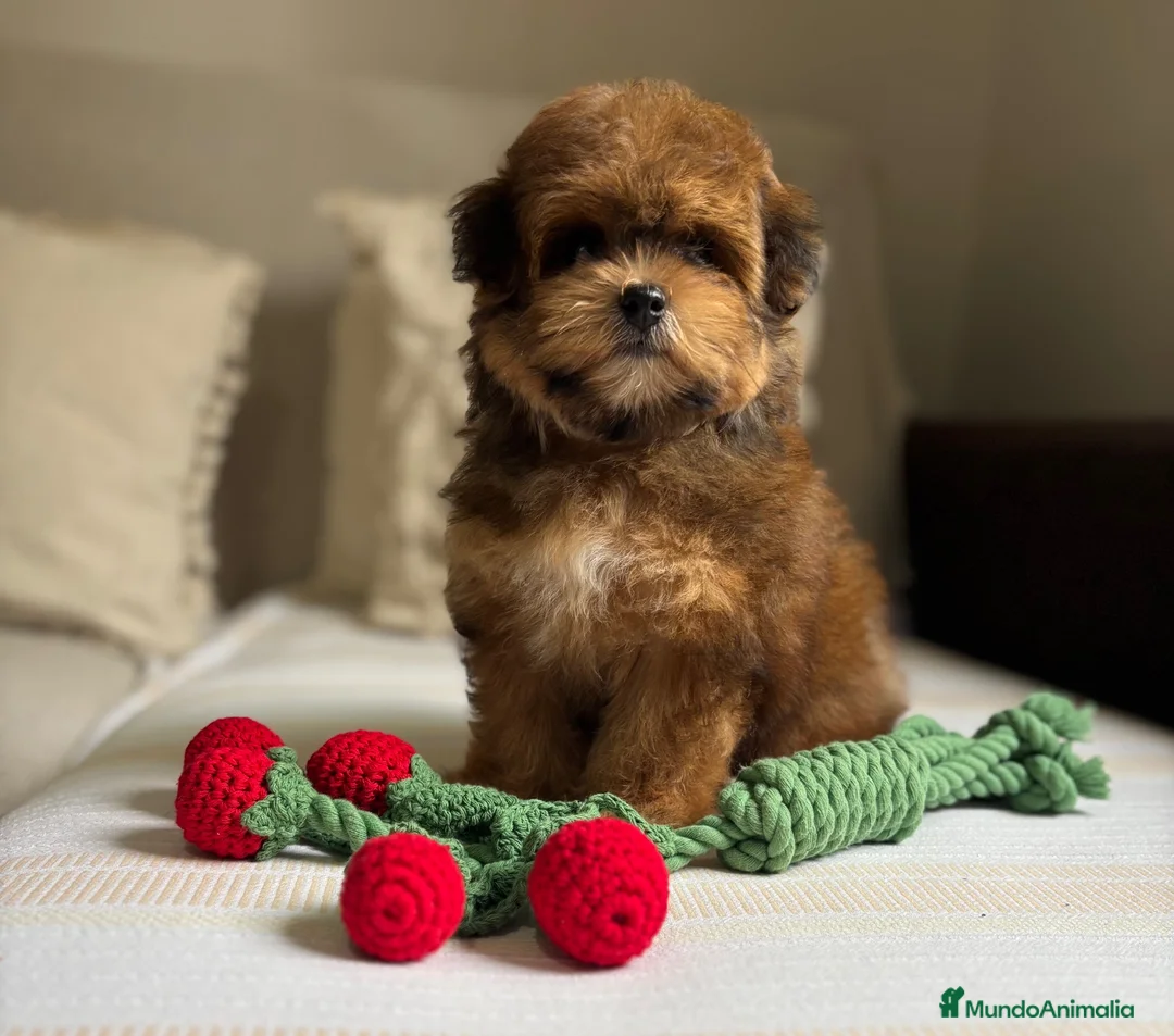 Maltipoo perros en venta: Maltipoo hembra tonalidades chocolates!!! - Anuncio 2