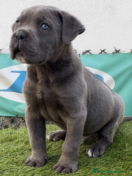 Cane Corso perros CACHORRO CANE CORSO  - Anuncio 2