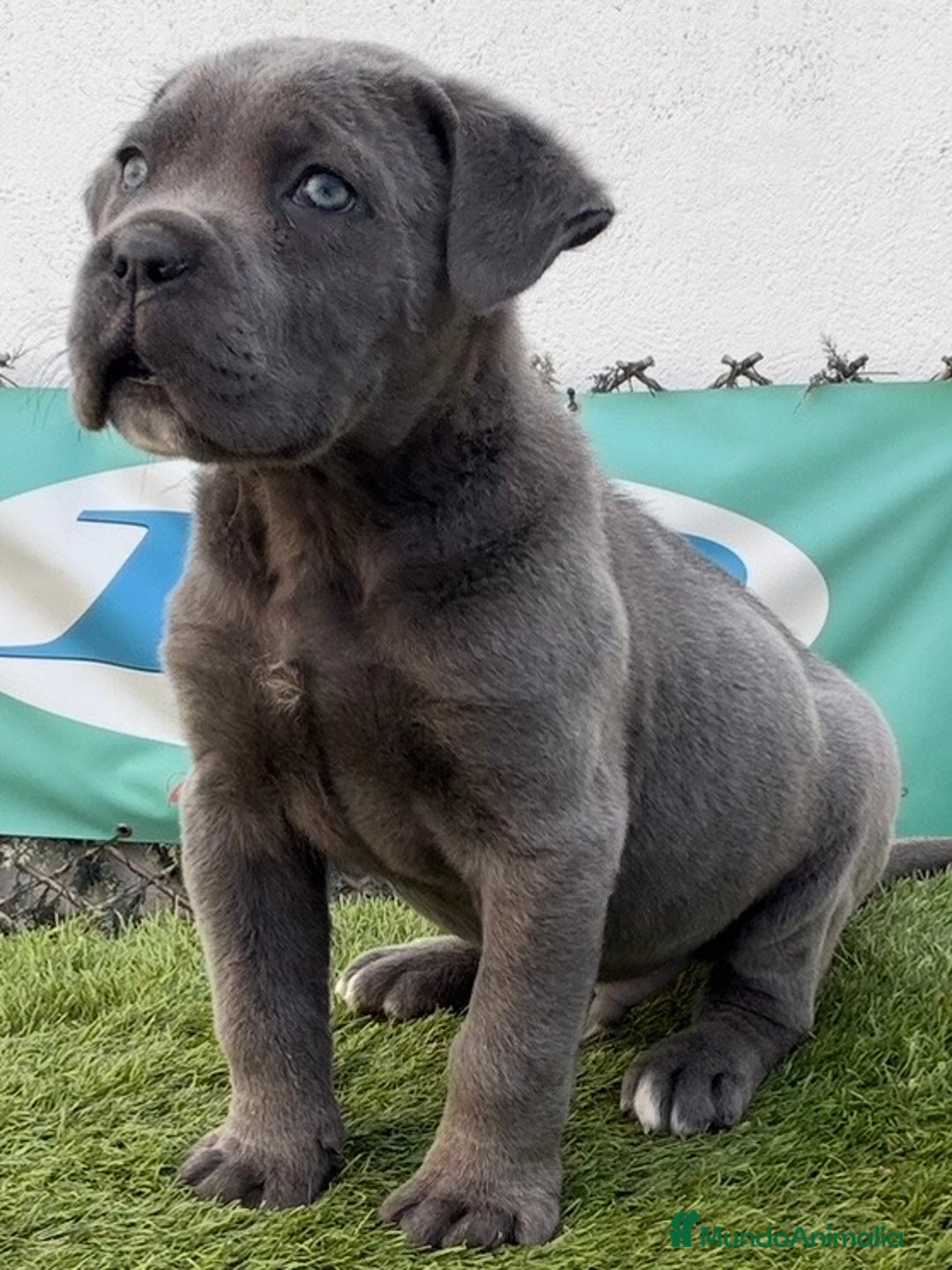 Cane Corso perros en venta: CACHORRO CANE CORSO  - Anuncio 1