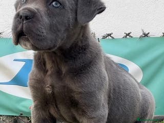 Cane Corso perros CACHORRO CANE CORSO - Anuncio 2