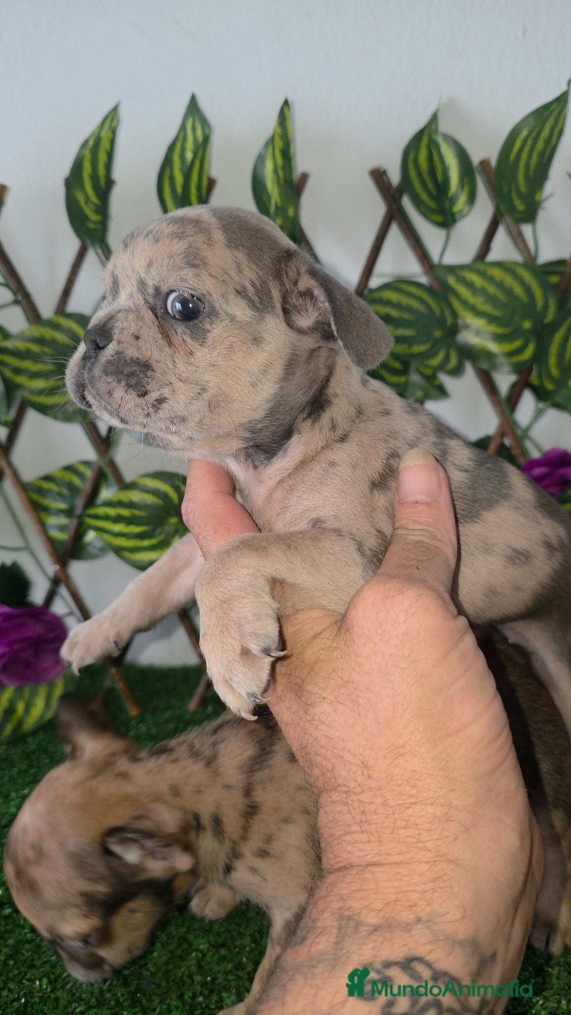 Bulldog Francés perros en venta: Bulldog francés  - Anuncio 2