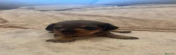 Teckel perros en venta: Teckel de máxima calidad  - Anuncio 3
