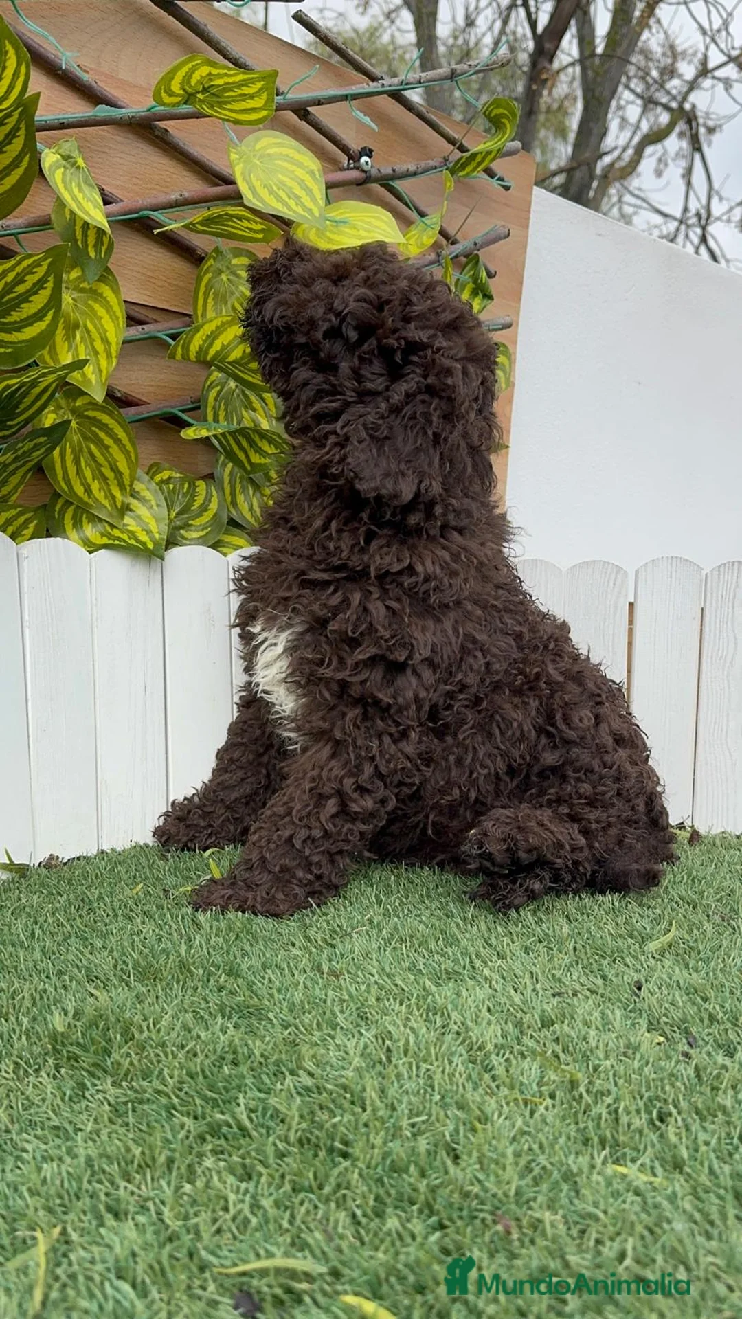 Perro de Agua Español perros en venta: PERRO DE AGUA HEMBRAS - Anuncio 9