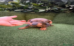 Teckel Miniatura perros en venta:  teckel miniatura  color jabali - Imagen 10