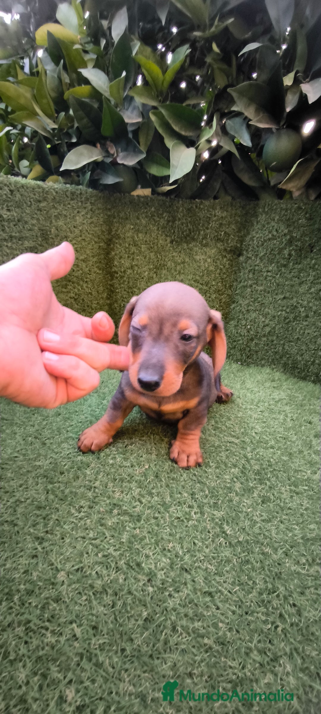 Teckel Miniatura perros en venta:  teckel miniatura  color jabali - Imagen 10