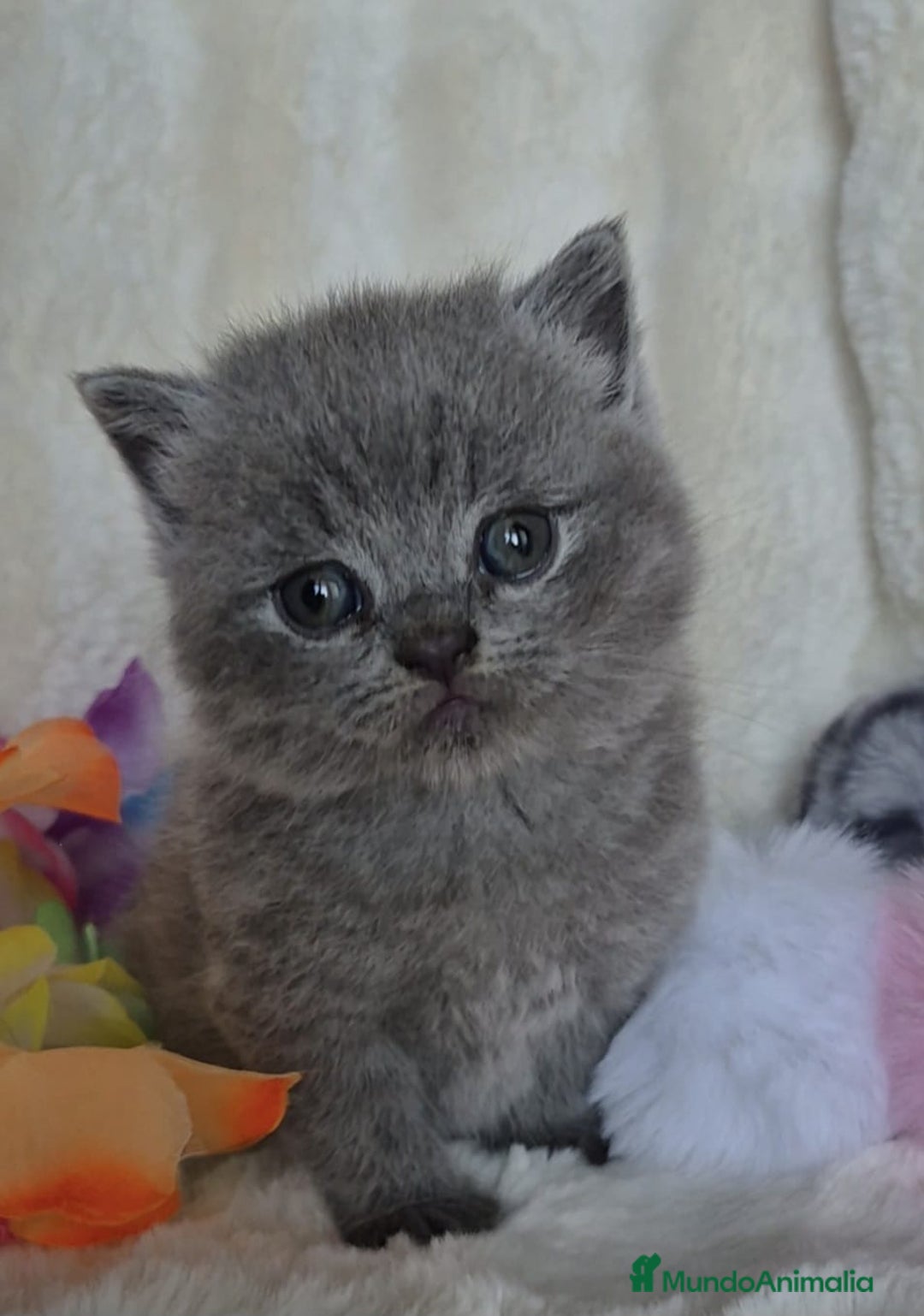 Británico de Pelo Corto gatos en venta: Gatos brithis blue y más colores preciosos  - Anuncio 4
