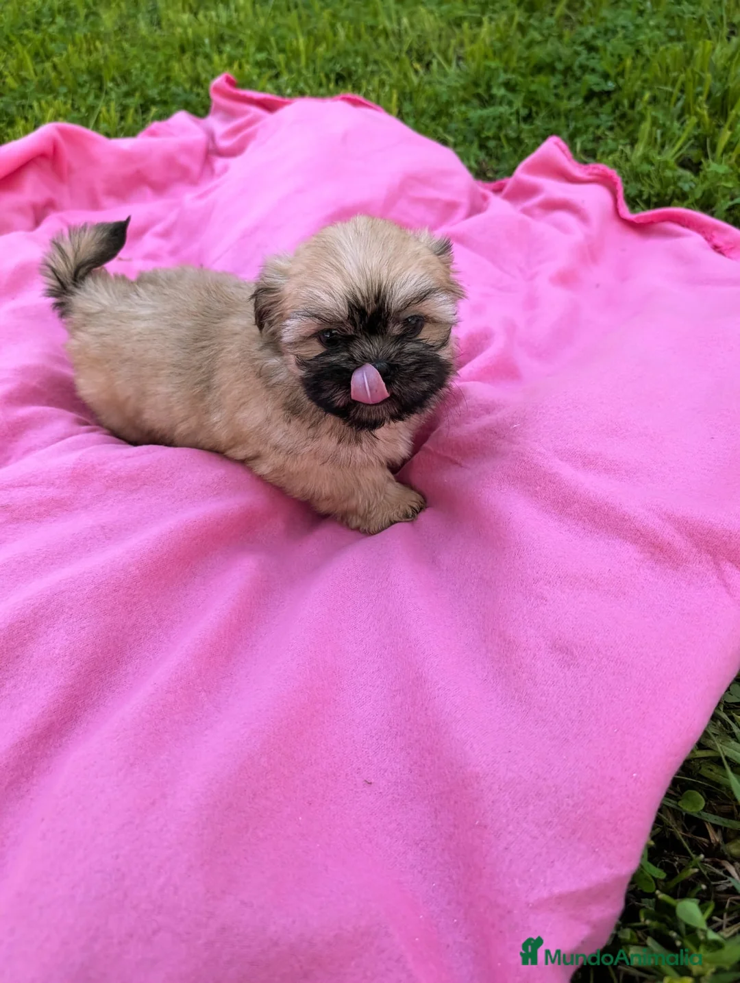 Shih Tzu perros en venta: Shih tzu - Anuncio 7