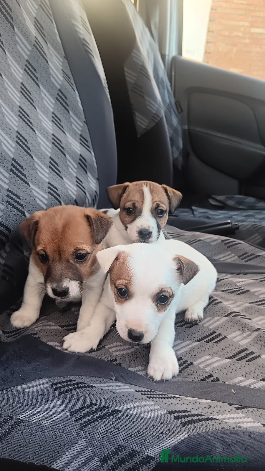 Jack Russell Terrier perros Jack Russell  - Anuncio 2