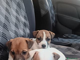 Jack Russell Terrier perros Jack Russell - Anuncio 2