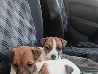 Jack Russell Terrier perros Jack Russell - Anuncio 1