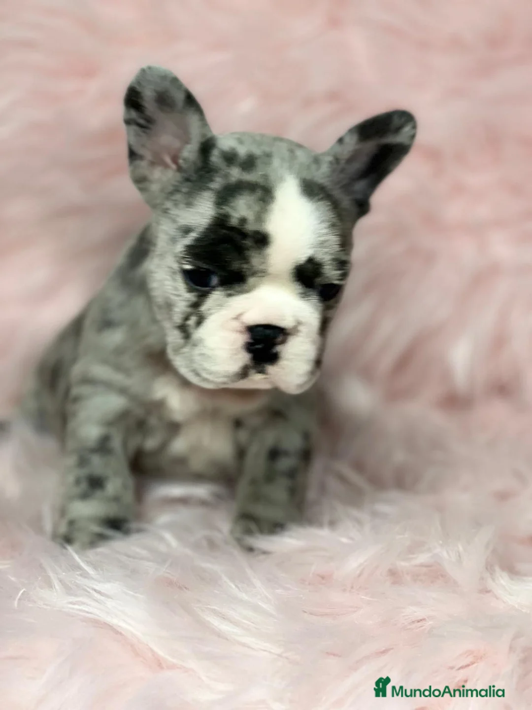 Bulldog Francés perros en venta: Bulldog merle hembra  en Barcelona - Anuncio 3