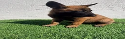 Pastor Belga Malinois perros en venta: Pastor Belga Malinois - Anuncio 2