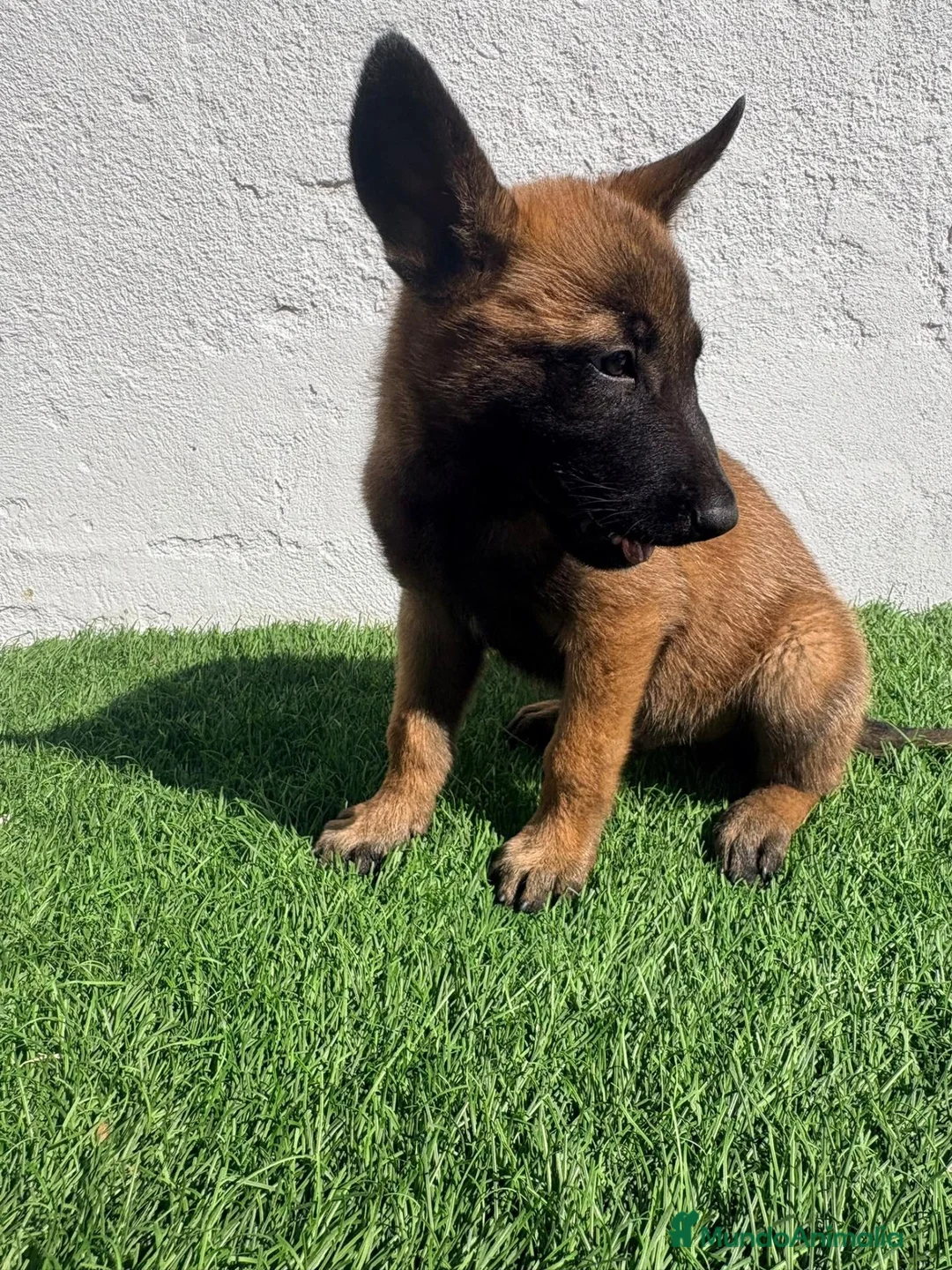 Pastor Belga Malinois perros en venta: Pastor Belga Malinois - Anuncio 2
