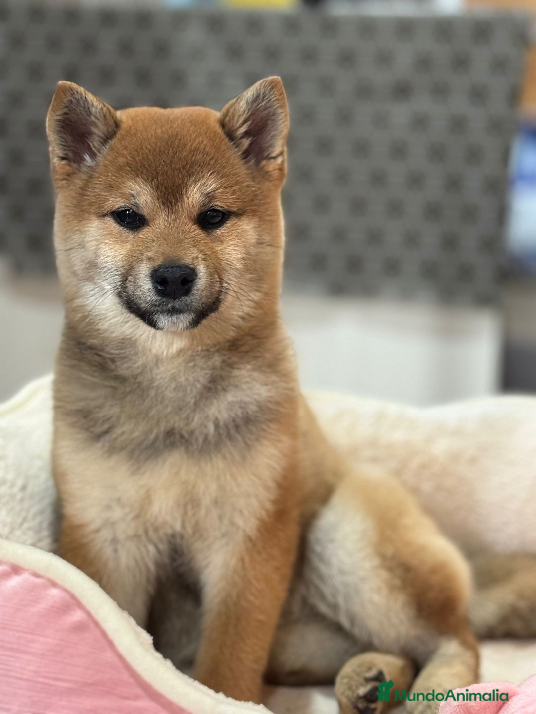 Shiba Inu perros en venta: Shiba Inu de gran calidad y tipicidad  - Anuncio 1