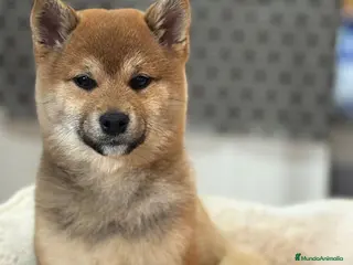 Shiba Inu perros Shiba Inu de gran calidad y tipicidad - Anuncio 5