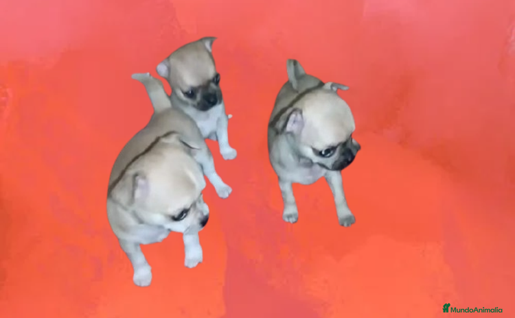Chihuahua perros - Anuncio 8