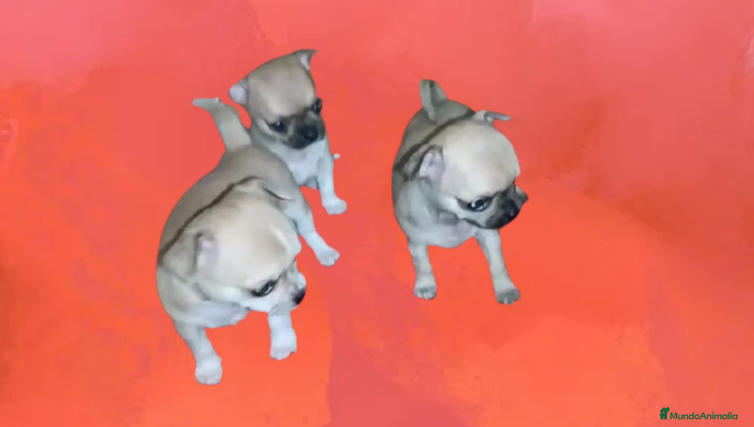 Chihuahua perros en venta: CAMADA CHIHUAHUAS CABEZA DE MANZANA  - Imagen 1