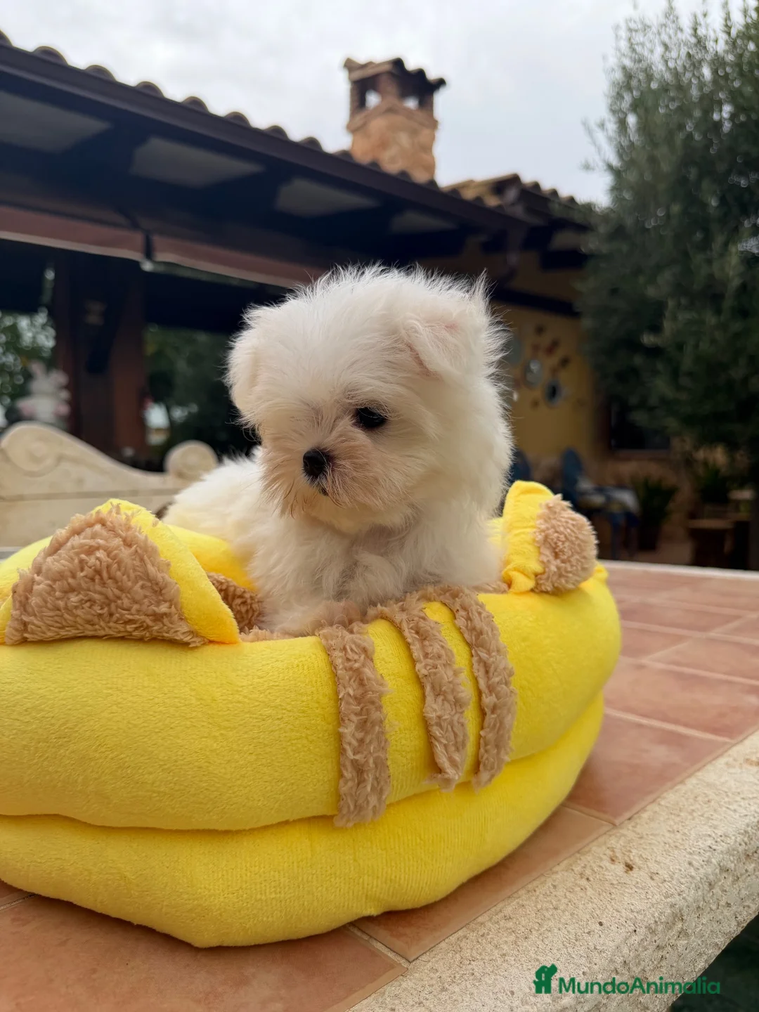 Bichón Maltés perros en venta: Bichon maltés coreano  - Anuncio 2