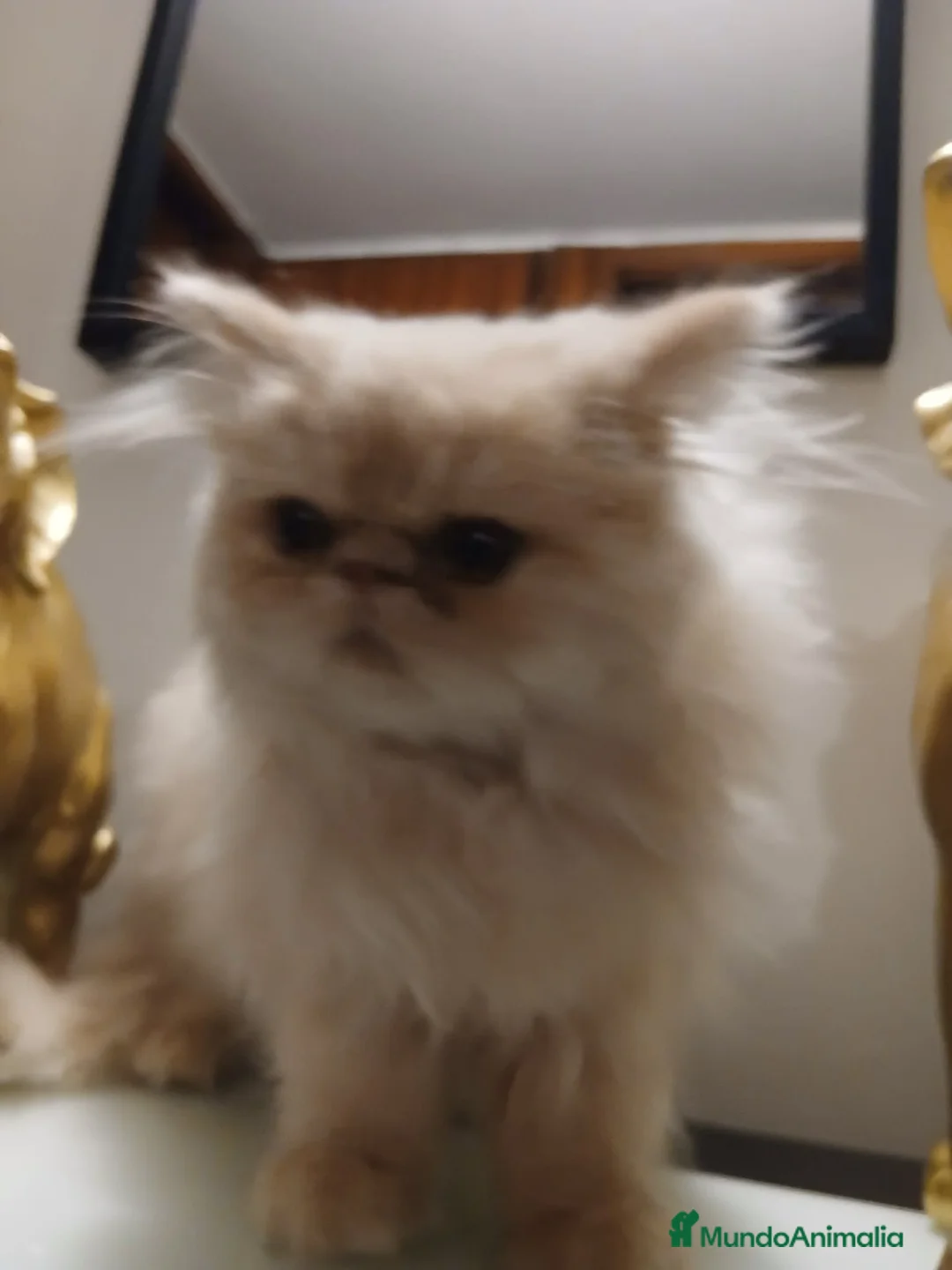 Persa gatos en venta: Persa - Anuncio 2