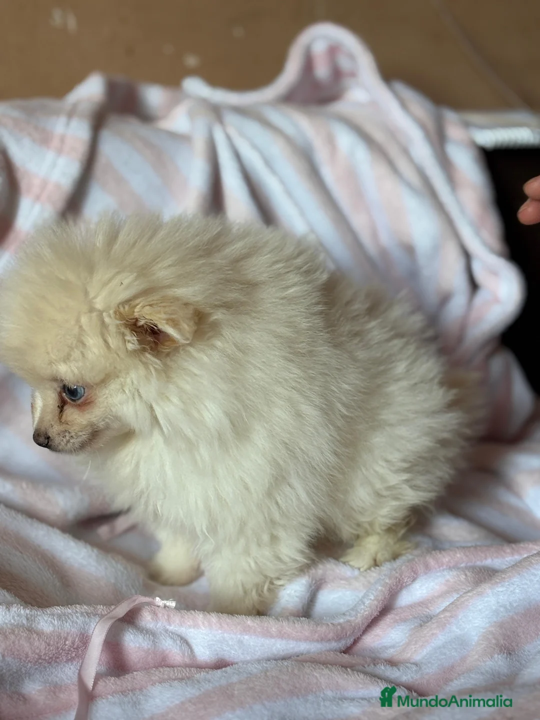 Pomerania perros en venta: Pomerania toy  - Anuncio 6