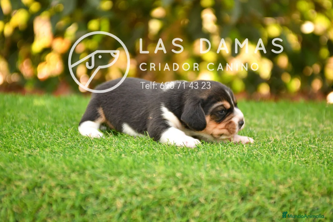 Beagle perros en venta: Beagle tricolor disponibles - Anuncio 4