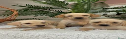 Labrador Retriever perros en venta: LABRADOR RETRIEVER - Anuncio 9