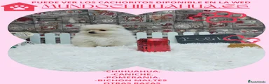 Pomerania Cachorro 2
