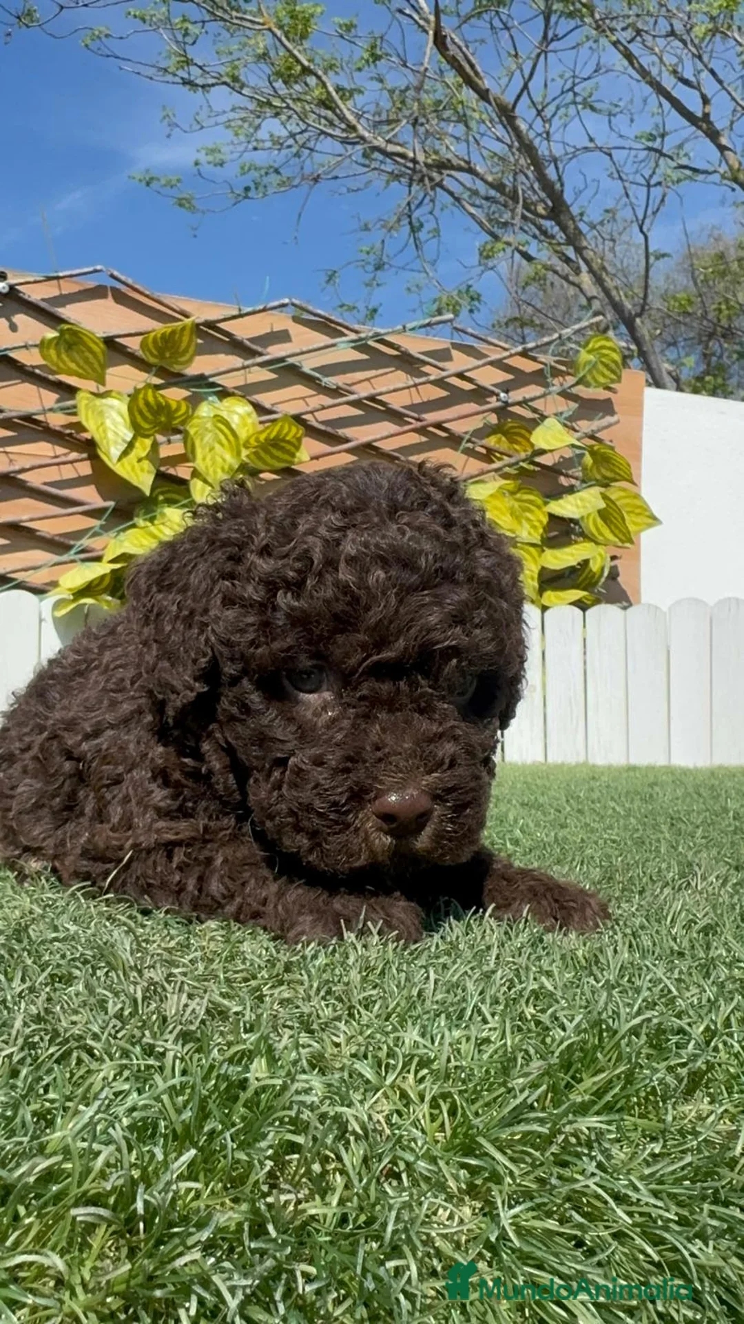 Perro de Agua Español perros en venta: PERRO DE AGUA  - Anuncio 2